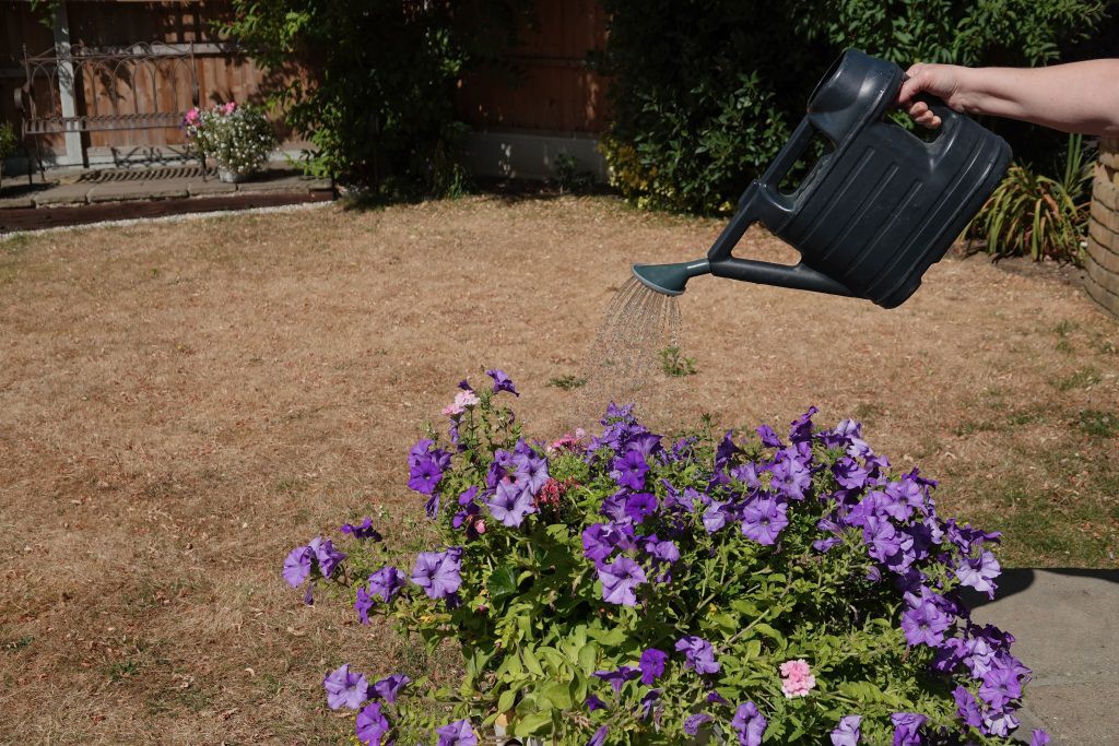 "How to Maintain a Beautiful Garden During a Hosepipe Ban: Expert Tips